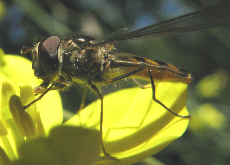 Eupeodes latifasciatus ?